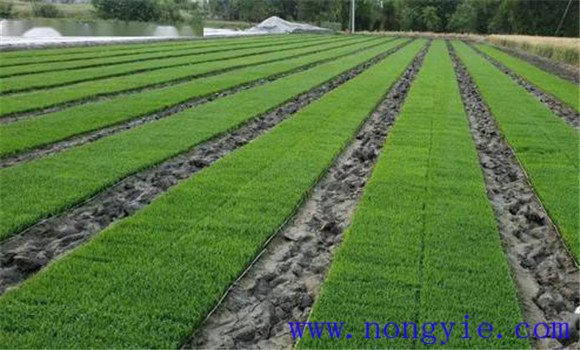 水稻簡化旱育秧技術