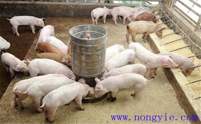 養豬節省飼料的方法