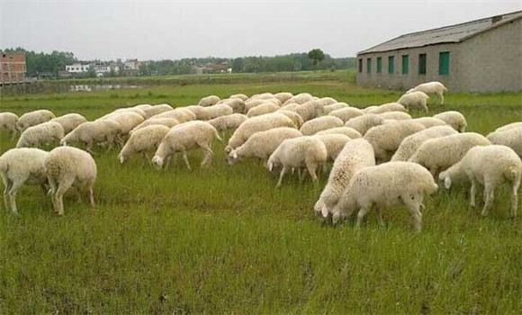 農村養羊怎么樣