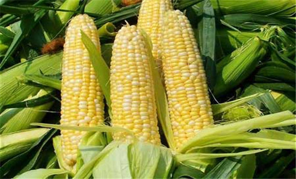 食鮮玉米栽培技術