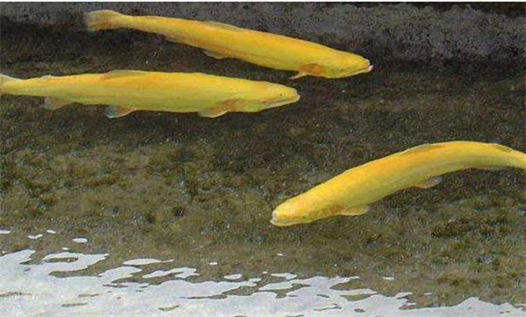 金鱒魚養殖技術