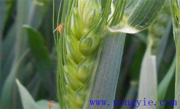 小麥吸漿蟲防治的關鍵期