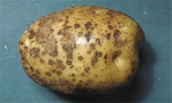 馬鈴薯環腐病防治
