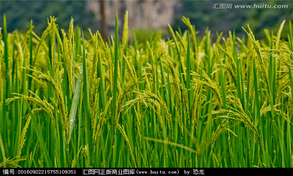 水稻灌漿期如何合理灌溉灌