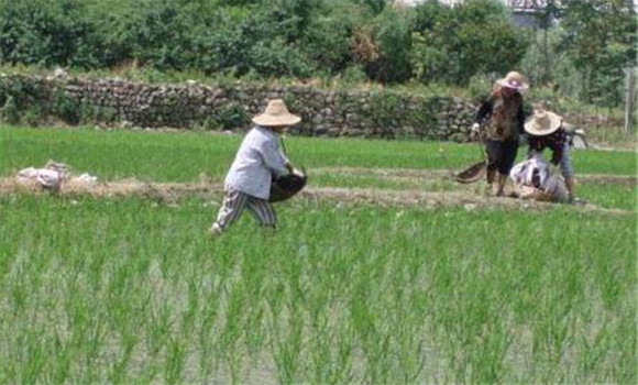 水稻追肥時間