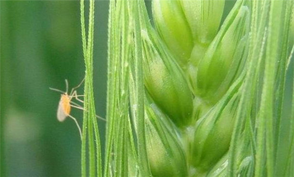 小麥吸漿蟲發生規律