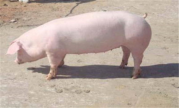 哺乳母豬的飼養管理