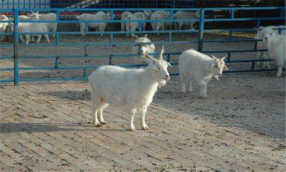 羊的繁殖技術