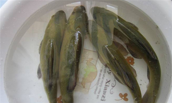 丁桂魚養殖技術