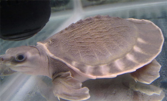 豬鼻龜是保護動物嗎
