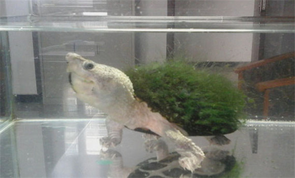 綠毛龜怎么培養