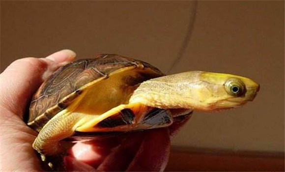 金頭龜怎么養