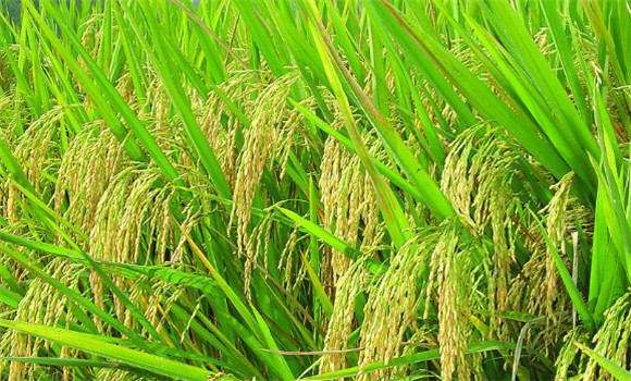 水稻增產技術與制約水稻增產的主要因素