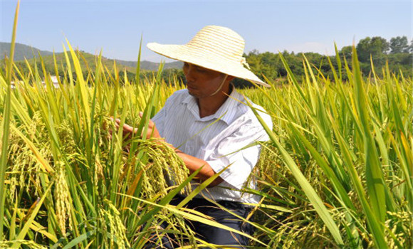 水稻后期田間管理