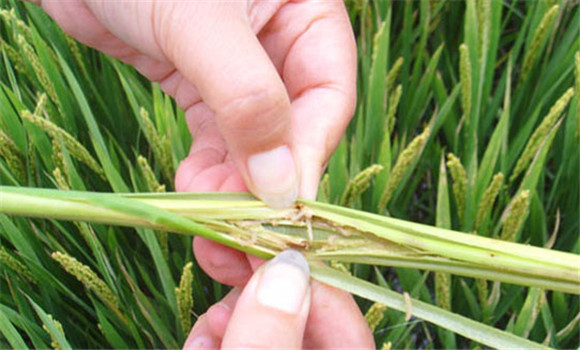 水稻二化螟防治技術