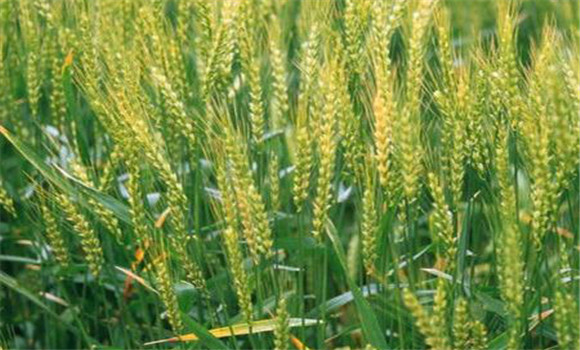 小麥增產技術