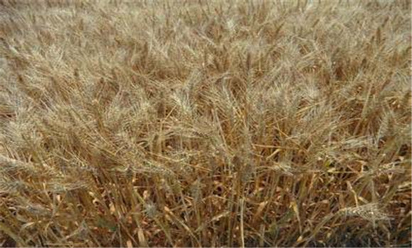 干熱風對小麥的危害