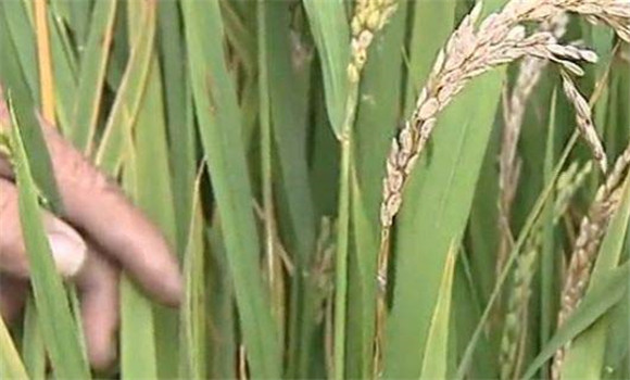 水稻穗頸瘟的防治