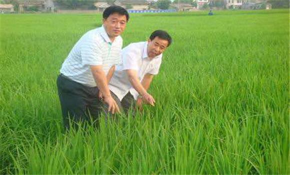 水稻施肥技術