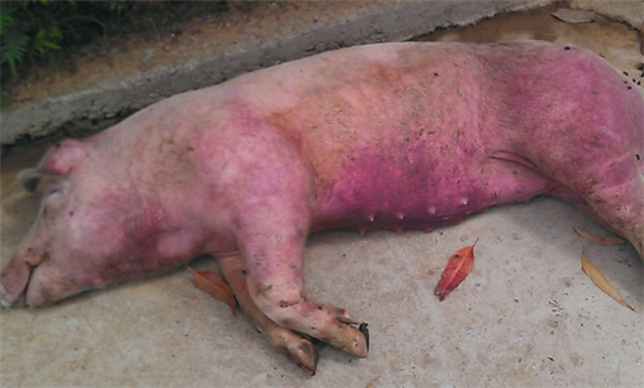豬高熱病的發病原因