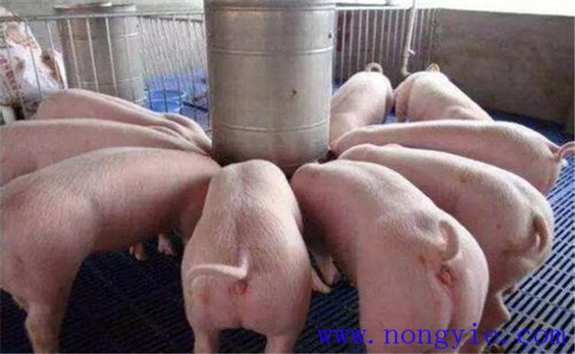 育肥豬每天喂多少飼料合適