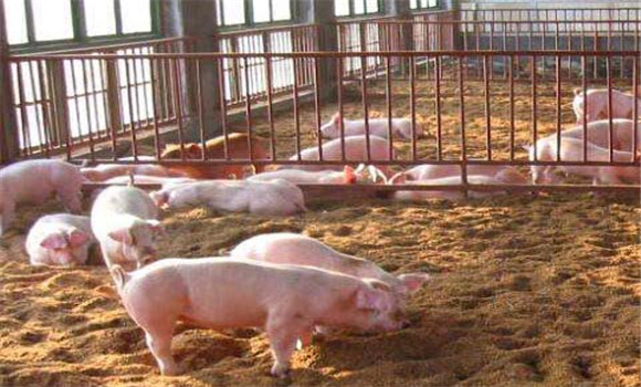 發酵床養豬優缺點