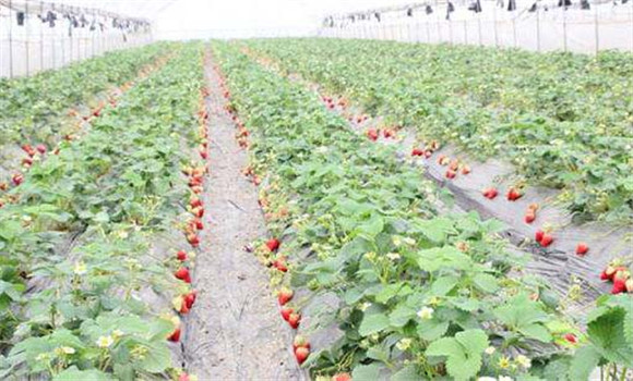 草莓的種植技術