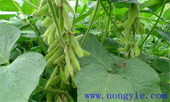 毛豆種植要增施氮肥