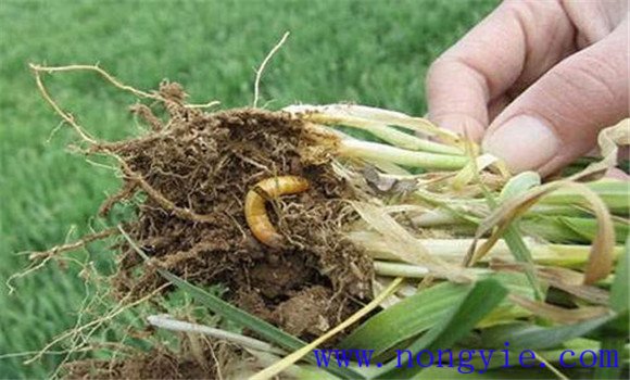 危害小麥的主要地下害蟲有哪些