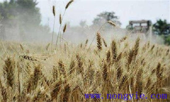 小麥后期干熱風預防措施