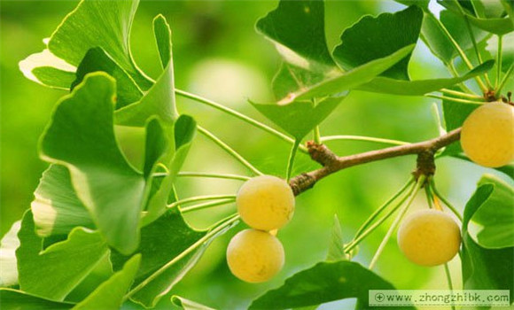 銀杏樹的資料 銀杏樹果實與花的特點