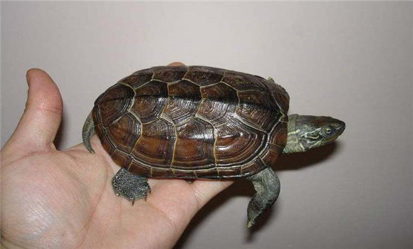 草龜能長多大