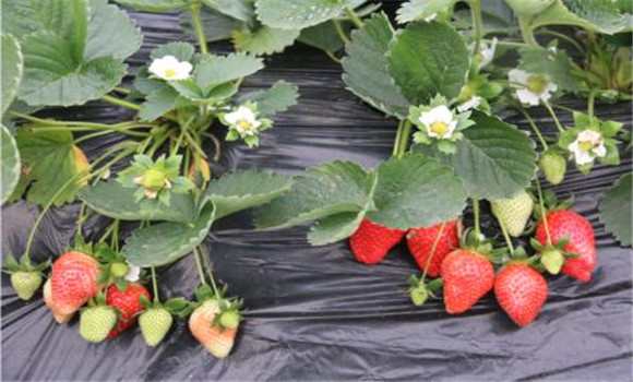 有機草莓栽培技術