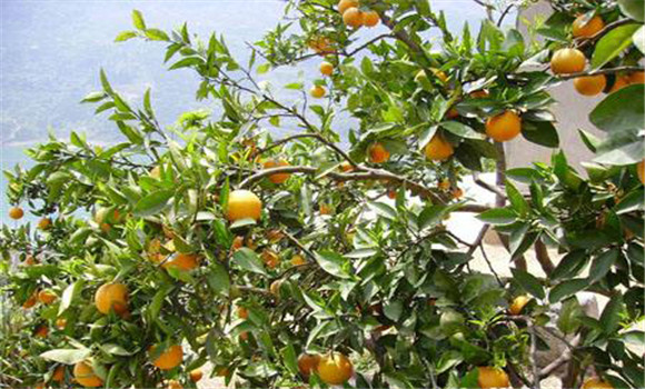 夏橙種植技術