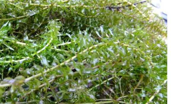 輪葉黑藻種植