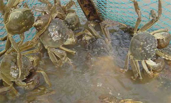 螃蟹養殖