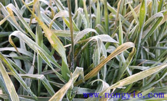 小麥凍害有哪些癥狀