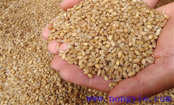 小麥種子的鑒別方法