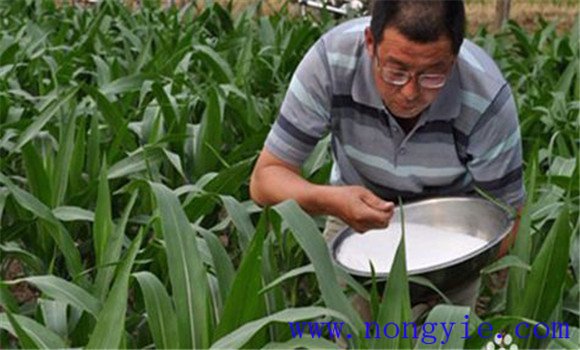 玉米拔節期的施肥方法
