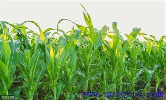 鮮食玉米高產栽培技術