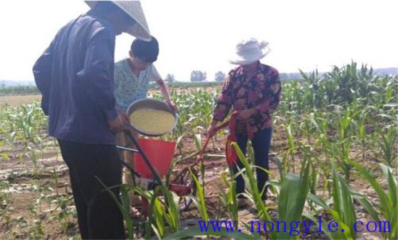 春玉米要穩施氮肥