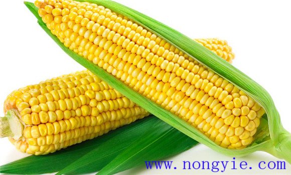 青貯玉米對品種的要求