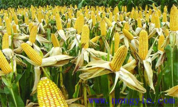 玉米產量構成因素有哪些