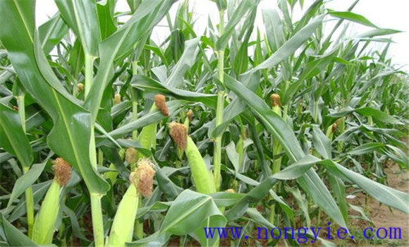 玉米生長周期多少天