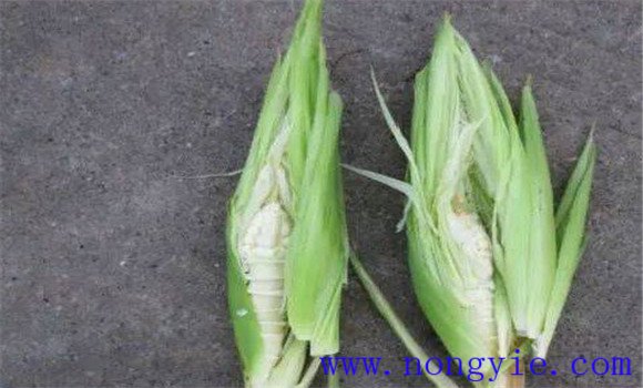 玉米空桿的兩種類型