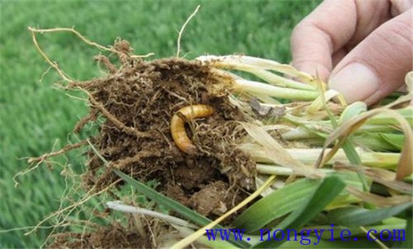 小麥地下害蟲如何綜合防治