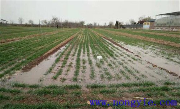 冬小麥節水保墑措施主要包括哪些內容