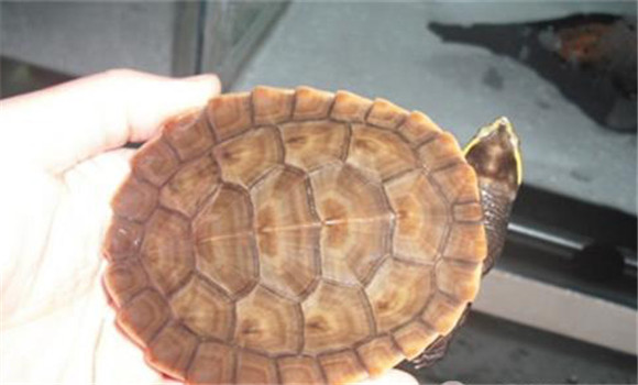 圓澳龜能長多大