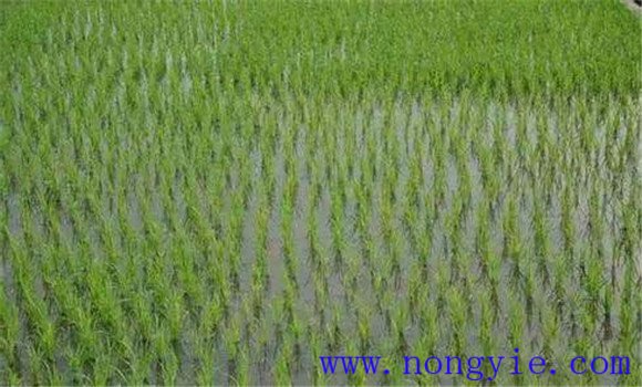 水稻田間管理的技術要點有哪些
