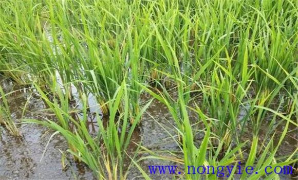 水稻二化螟的農業防治方法